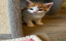 British Shorthair cats for sale: Chunky Kittens half BSH  - Image 12