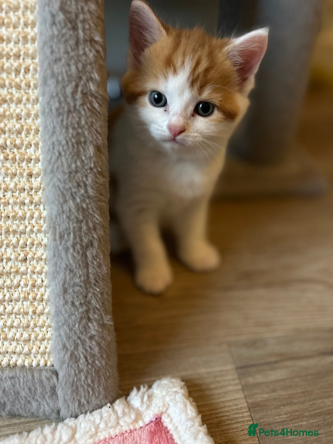 British Shorthair cats for sale: Chunky Kittens half BSH  - Image 12