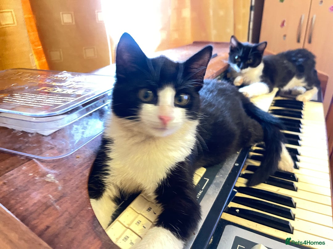 Mixed Breed cats for sale: Two kitten for sale - Image 11