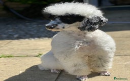 Toy Poodle dogs for stud: Parti Toy Poodle KCregistered PRA PRCD NEG proven - Image 21