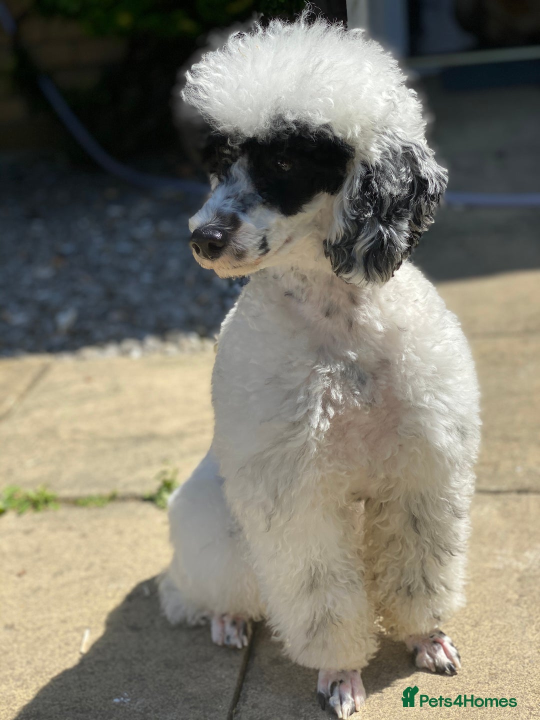 Toy Poodle dogs for stud: Parti Toy Poodle KCregistered PRA PRCD NEG proven - Image 21