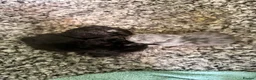 Mixed Breed cats for sale: 2 beautiful black kittens in Tavistock - Advert 2