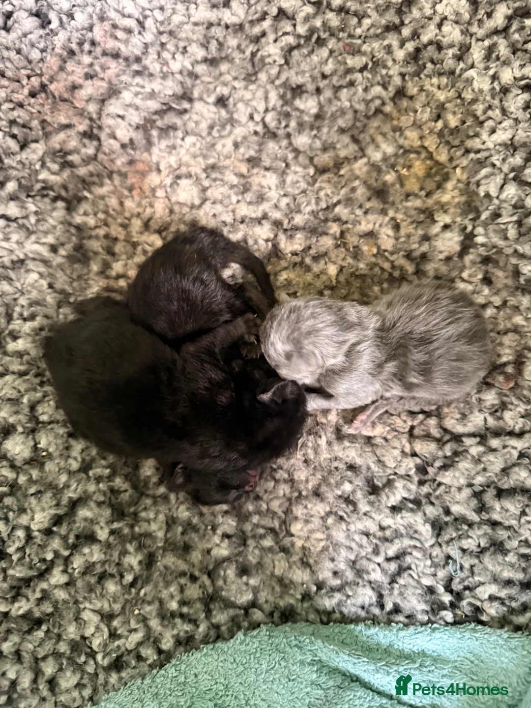 Mixed Breed cats for sale: 2 beautiful black kittens in Tavistock - Advert 2