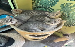 Scottish Fold cats for sale: Scottish fold/ Scottish striaght kittens  - Image 27