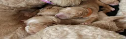 Goldendoodle dogs for sale: Exceptional Health tested Goldendoodle puppies - Advert 9