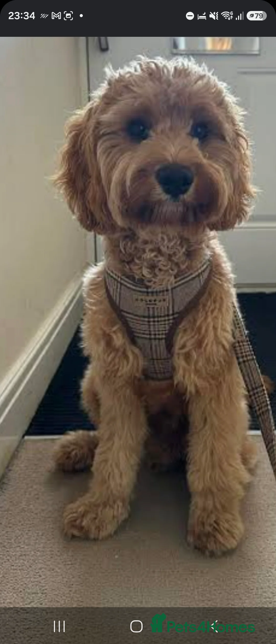 Cockapoo dogs for sale: Dog for sale in Haywards Heath - Advert 2