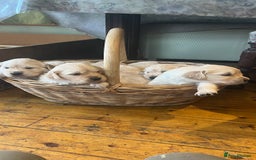 Golden Retriever dogs for sale: Big Boned Golden Retriever 07983316257 - Image 8