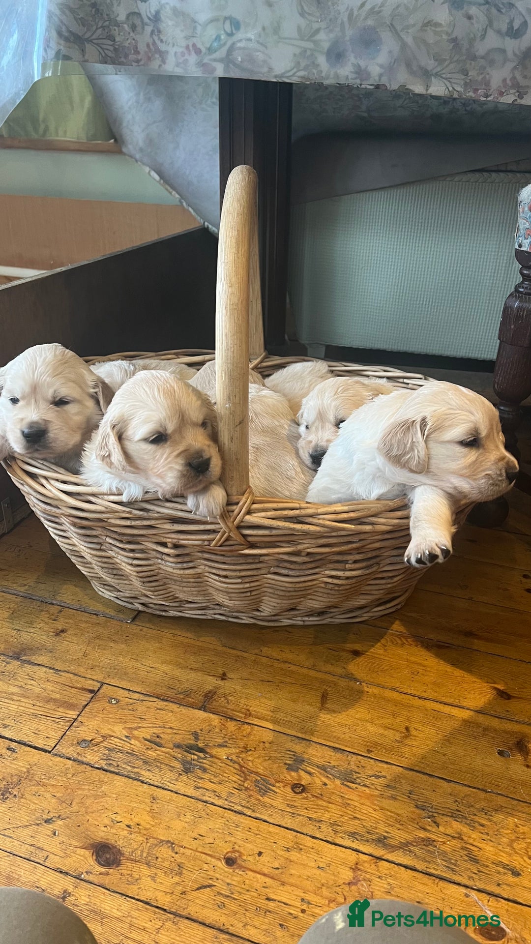 Golden Retriever dogs for sale: Big Boned Golden Retriever 07983316257 - Image 8