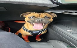 Jug dogs for sale: Pug*Jack Russell  - Image 5