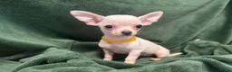 Chihuahua dogs for sale: Chihauhau puppies  - Advert 4