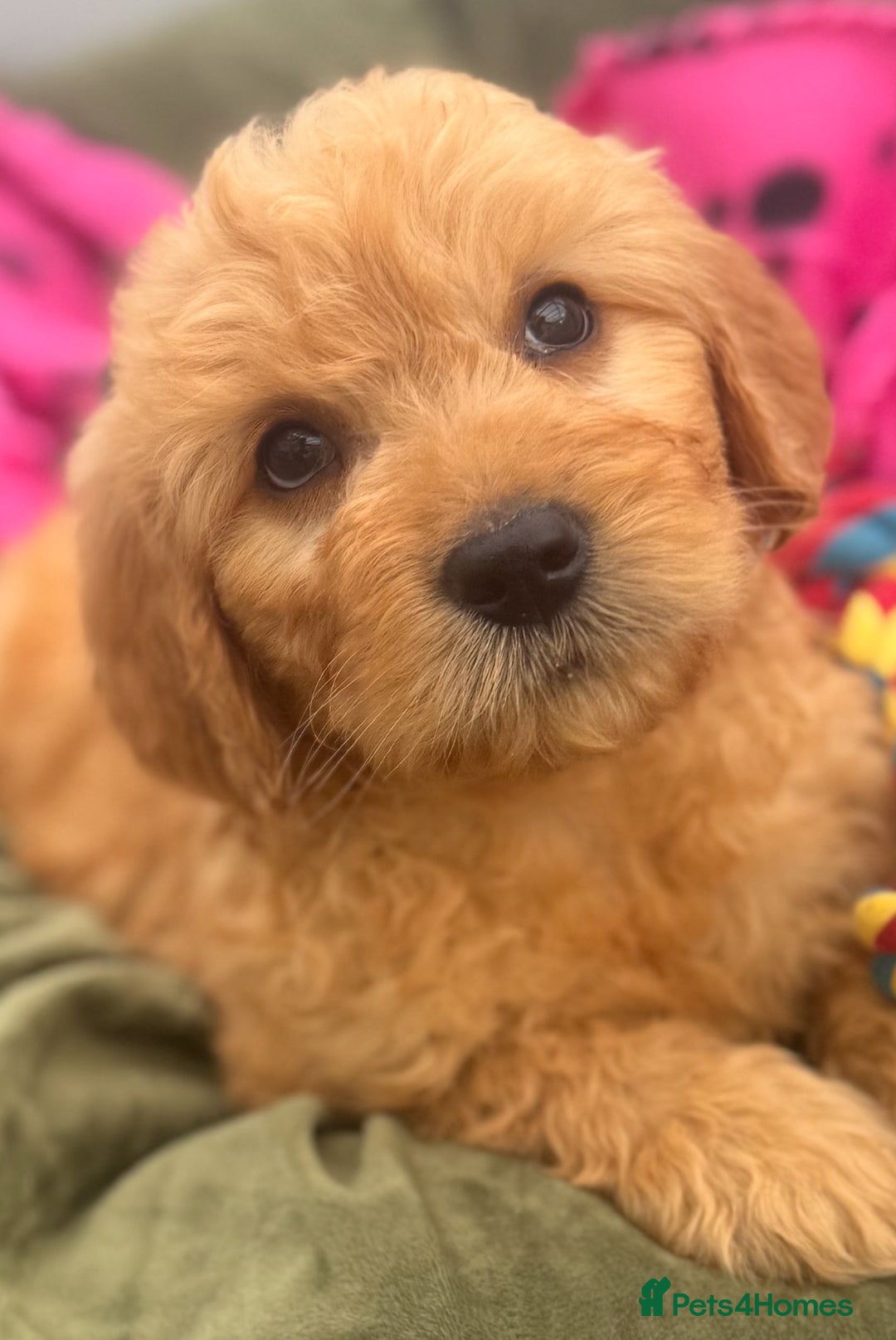 Goldendoodle dogs for sale: Healthy waggy happy puppies  - Image 13