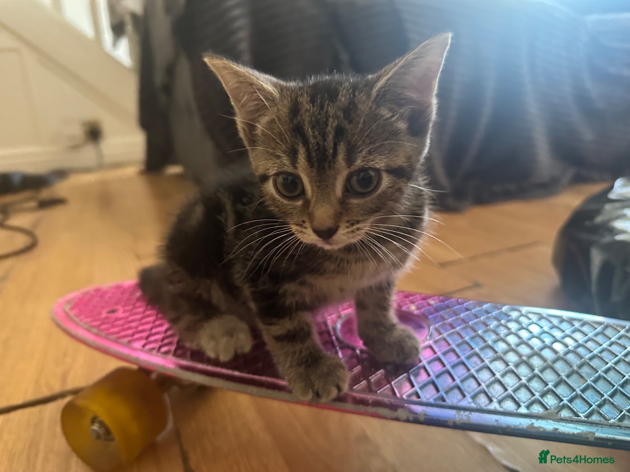 Mixed Breed cats 4 kittens reader for a new home - Advert 14