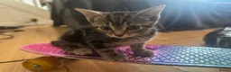 Mixed Breed cats for sale: 4 kittens reader for a new home - Advert 1