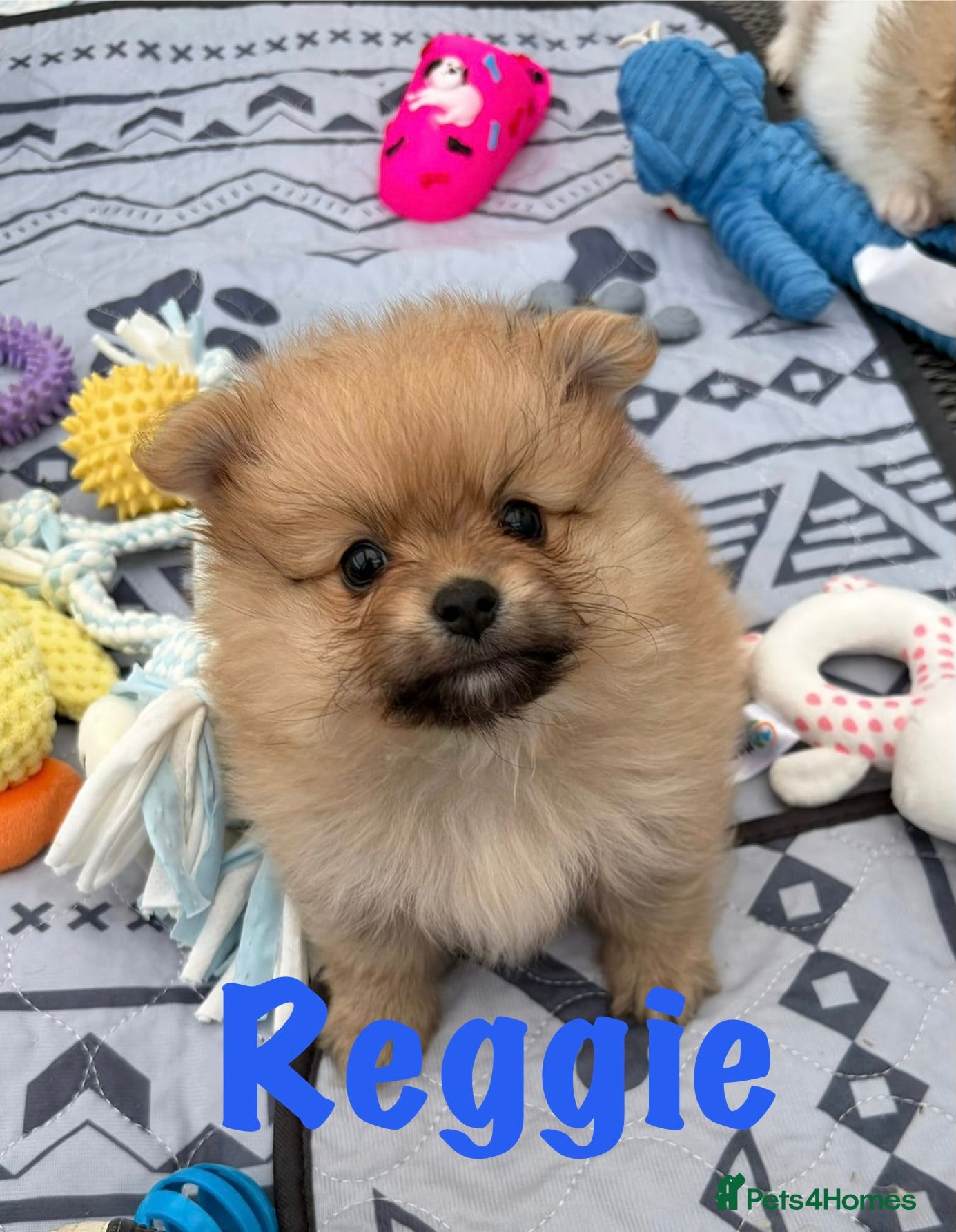 Pomeranian dogs for sale: Pomeranian Puppies Available To Reserve Now in Manchester - Advert 7