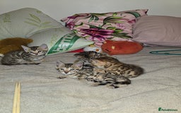 Bengal cats for sale: Bengal Kittens  - Image 8