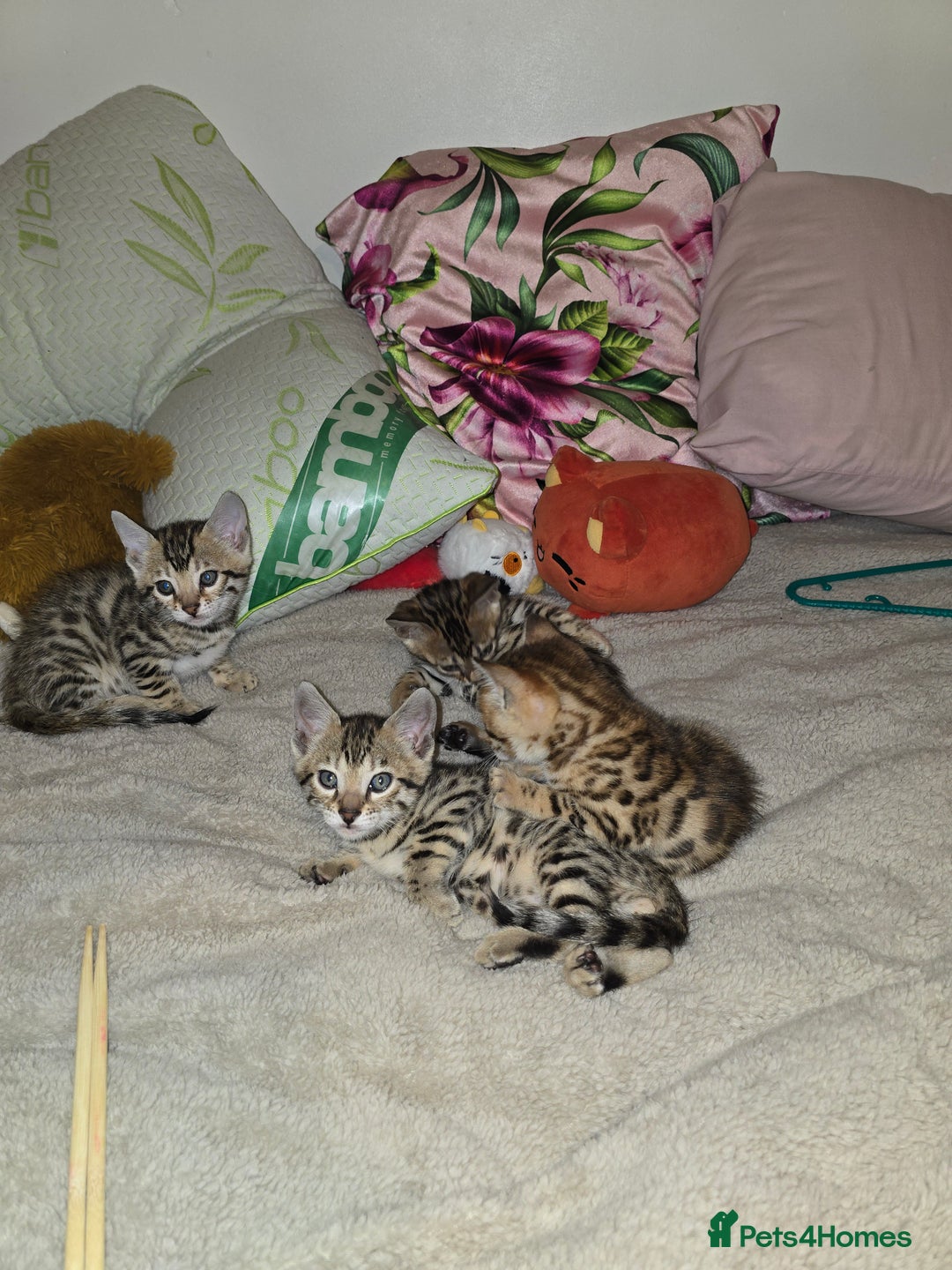 Bengal cats for sale: Bengal Kittens  - Image 8