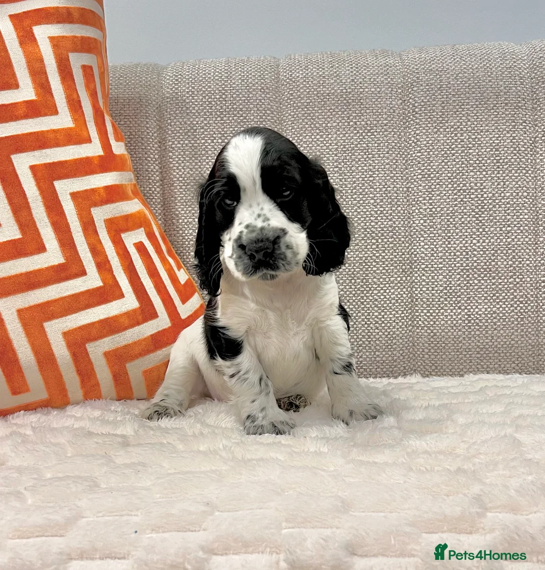 Cocker Spaniel dogs for sale: Show Type Cocker Spaniel Puppies  - Advert 3