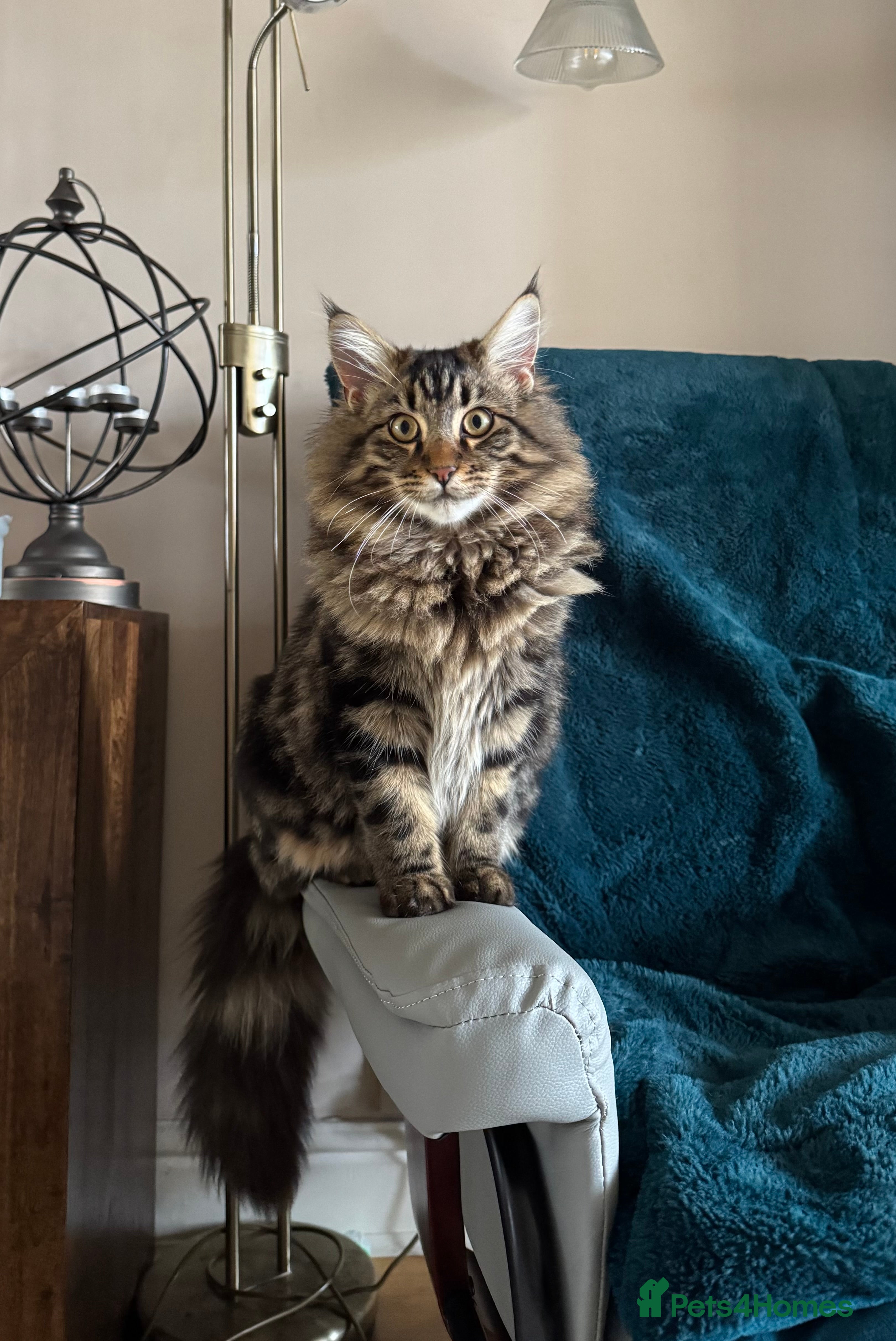 Mixed Breed cats Two lovely kittens looking for their forever home - Advert 2