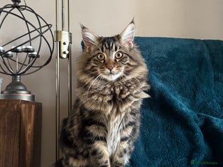 Mixed Breed cats Two lovely kittens looking for their forever home - Advert 1