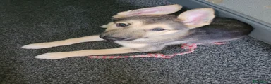 Shepsky Puppy 1