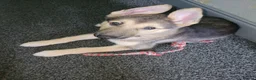 Shepsky dogs for sale: shepsky puppies in Inverurie - Advert 5