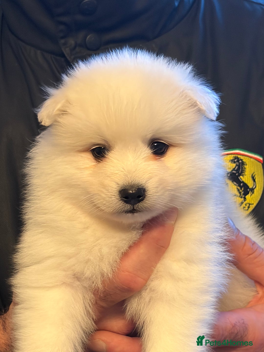 Japanese Spitz dogs for sale: 5 beautiful Japanese spitz puppies for sale - Advert 6