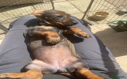Dachshund dogs for sale: KC standard wire haired dachshund puppies (teckel) in Tiverton - Image 6