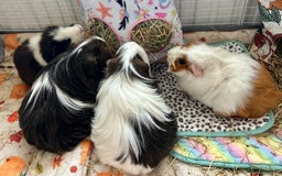 Guinea Pig rodents for sale: 4 female guinea pigs  - Advert 1
