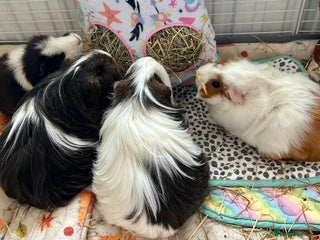 Guinea Pig rodents for sale: 4 female guinea pigs - Advert 1