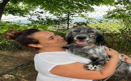English Setter dogs for adoption: Tana  - Image 1