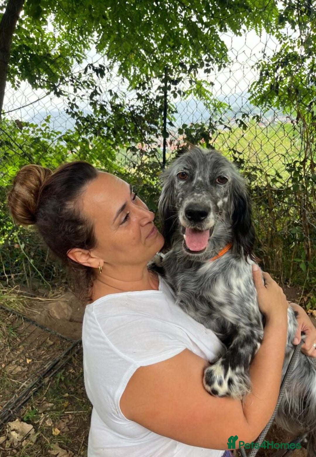 English Setter dogs for adoption: Tana  - Image 1