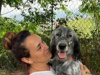 English Setter dogs - Advert 15