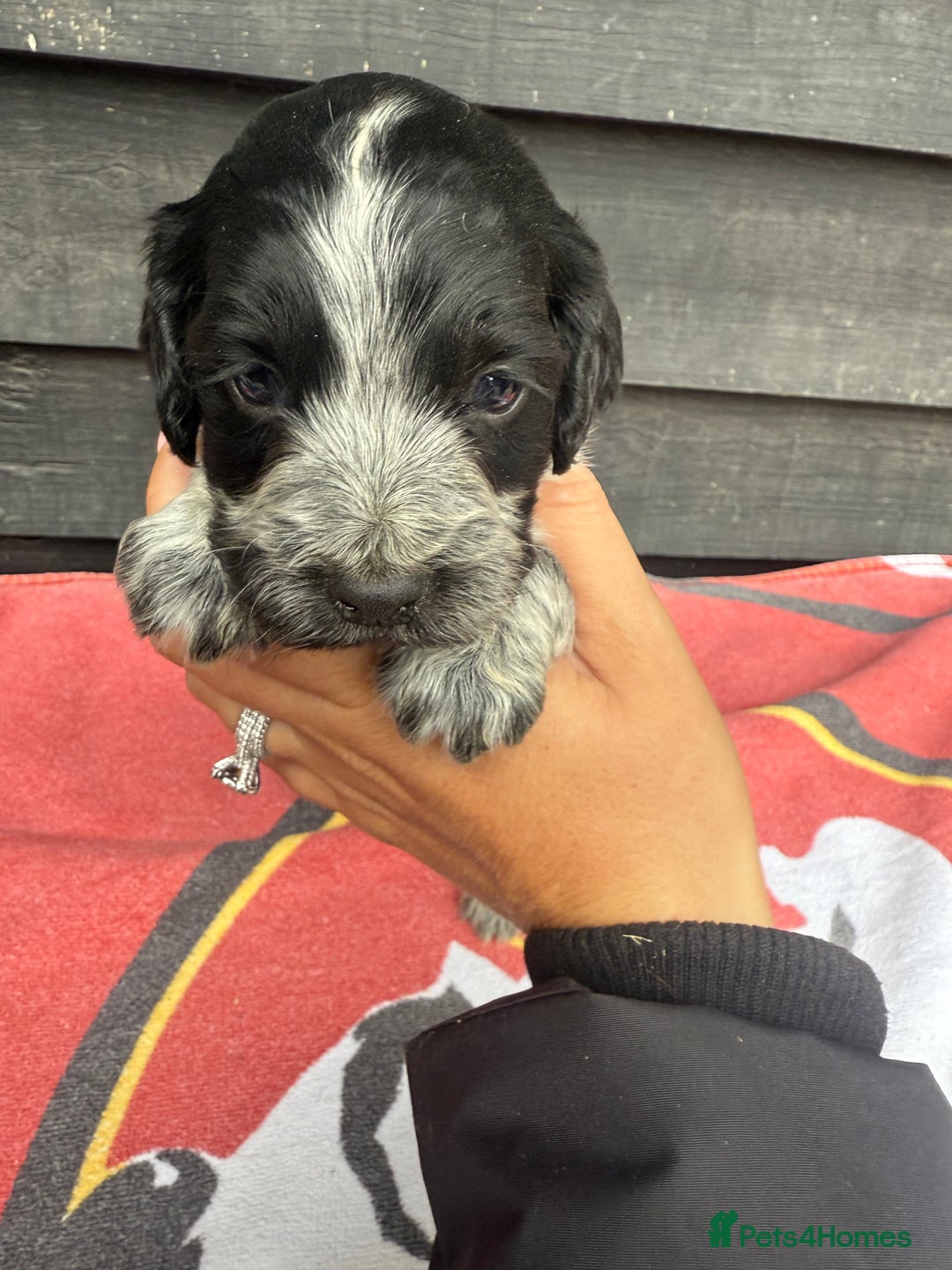 Cocker Spaniel dogs for sale: Cocker puppy 1 bitch left 3 boys  - Image 9