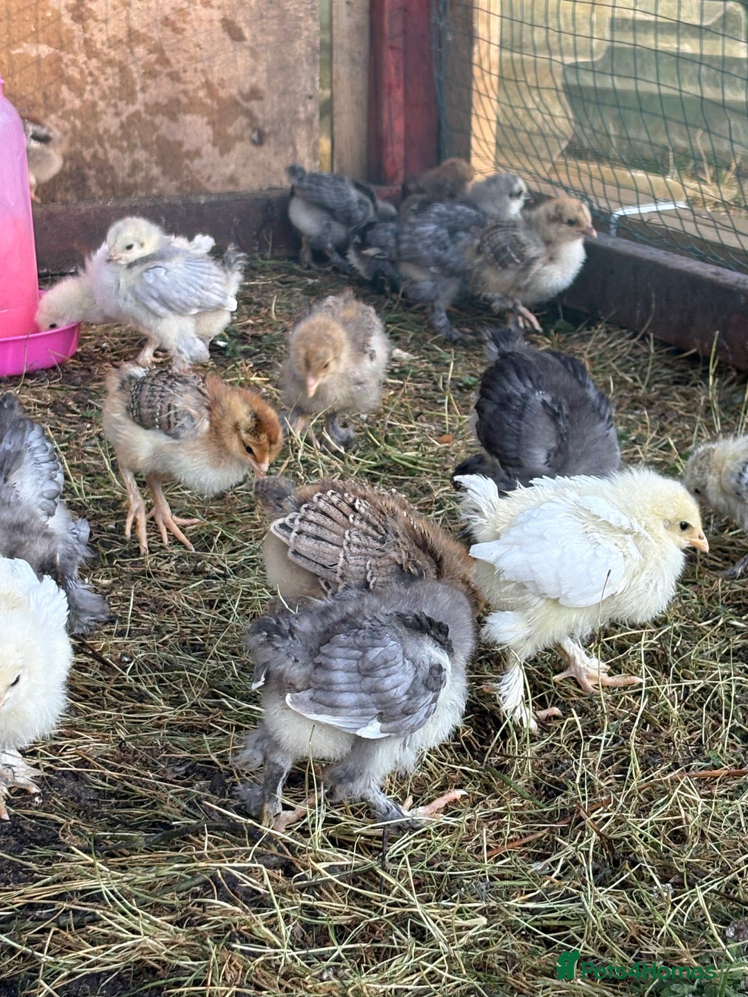 Chickens poultry for sale: Brahma point to lay 16-19 weeks - Image 5
