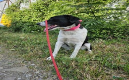 Mixed Breed dogs for adoption: NALA, a Lovely Girl - for a Loving Home - Image 20