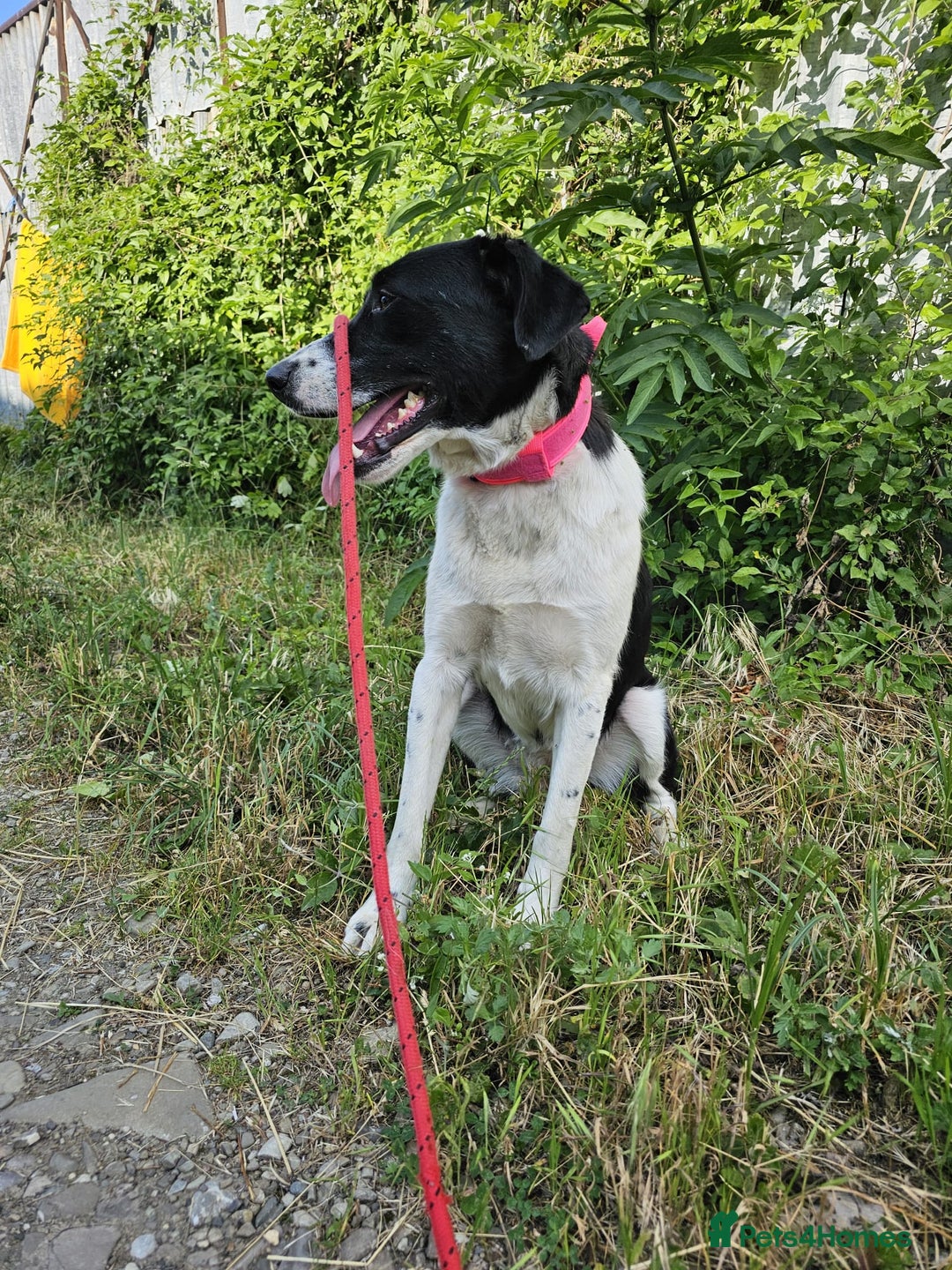 Mixed Breed dogs for adoption: NALA, a Lovely Girl - for a Loving Home - Image 20