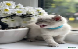 British Shorthair cats for sale: British Shorthair colour point kittens white  - Image 3