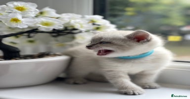 British Shorthair cats - Advert 16