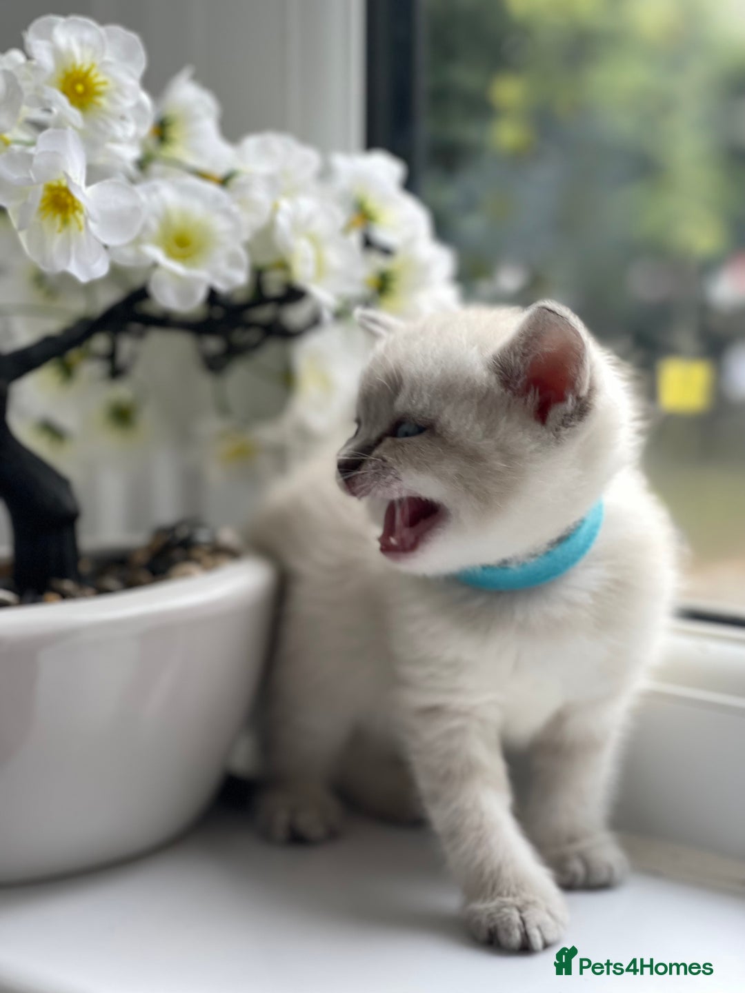 British Shorthair cats for sale: British Shorthair colour point kittens white  - Image 3