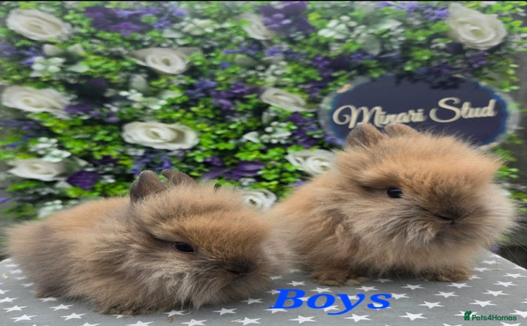 Lionhead rabbits - Advert 1
