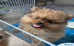Pomeranian dogs for sale: 6 month old pomeranian  - Image 3