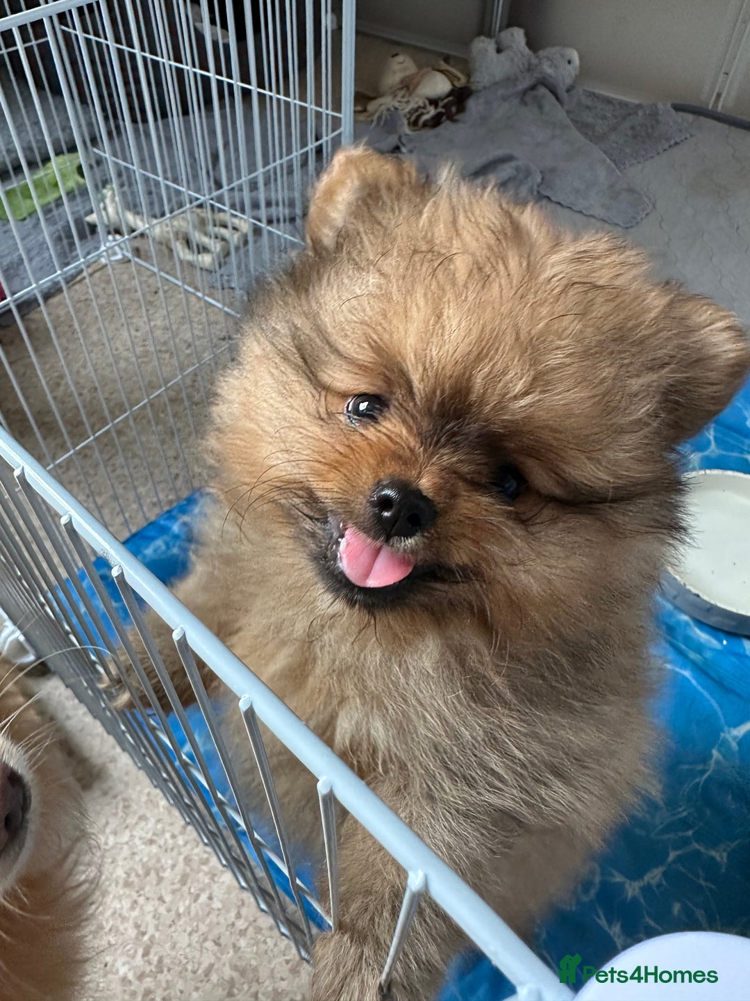 Pomeranian dogs for sale: 6 month old pomeranian  - Image 3