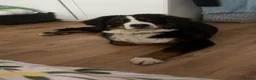 Bernese Mountain Dog dogs for sale: Bernese mountain dog puppy  in Leeds - Advert 7