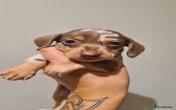 Miniature Dachshund dogs for sale: Smooth haired daxies available 3boys 3 girls - Image 7