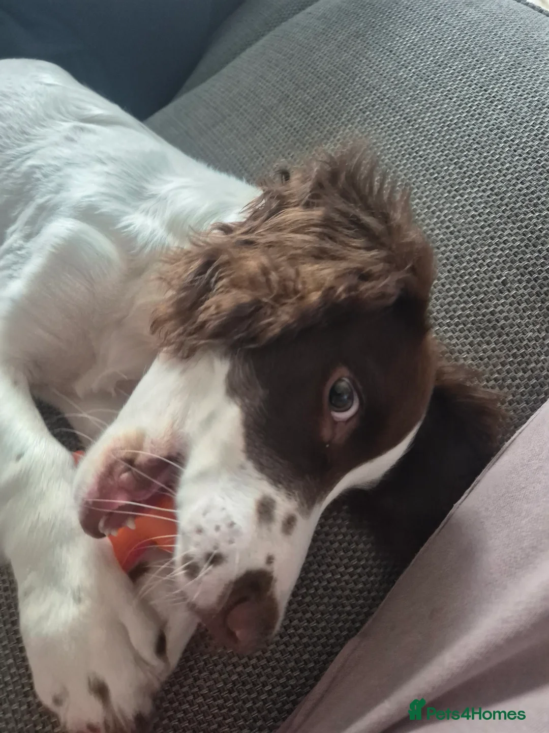 Sprocker dogs for sale: 6 month sprocker - Advert 2