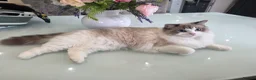 Ragdoll cats for sale: Ragdoll cats -  beautiful inside and out 😻 - Advert 2