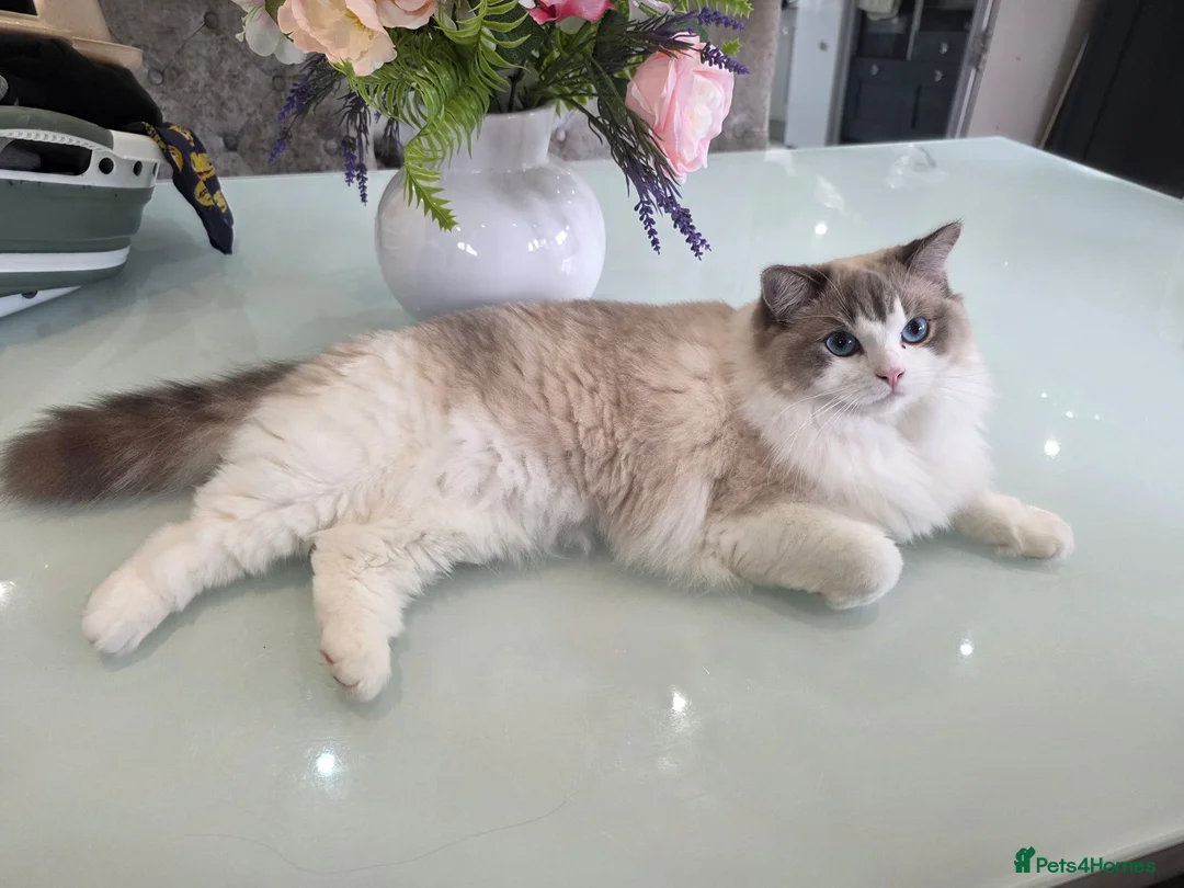 Ragdoll cats for sale: Ragdoll cats -  beautiful inside and out 😻 - Advert 2