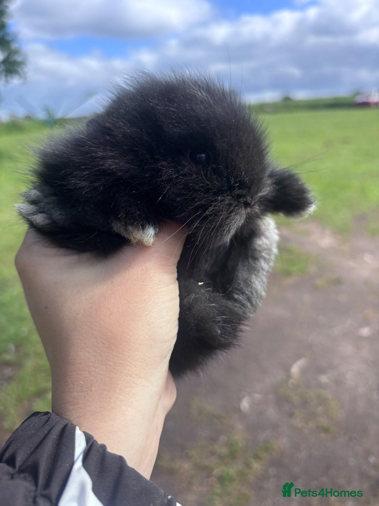 Lionhead rabbits for sale: Stunning lion head bunnies for sale  - Advert 10