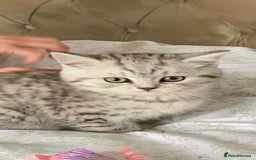 British Shorthair cats for sale: Pedigree silver spotted kittens - Image 4