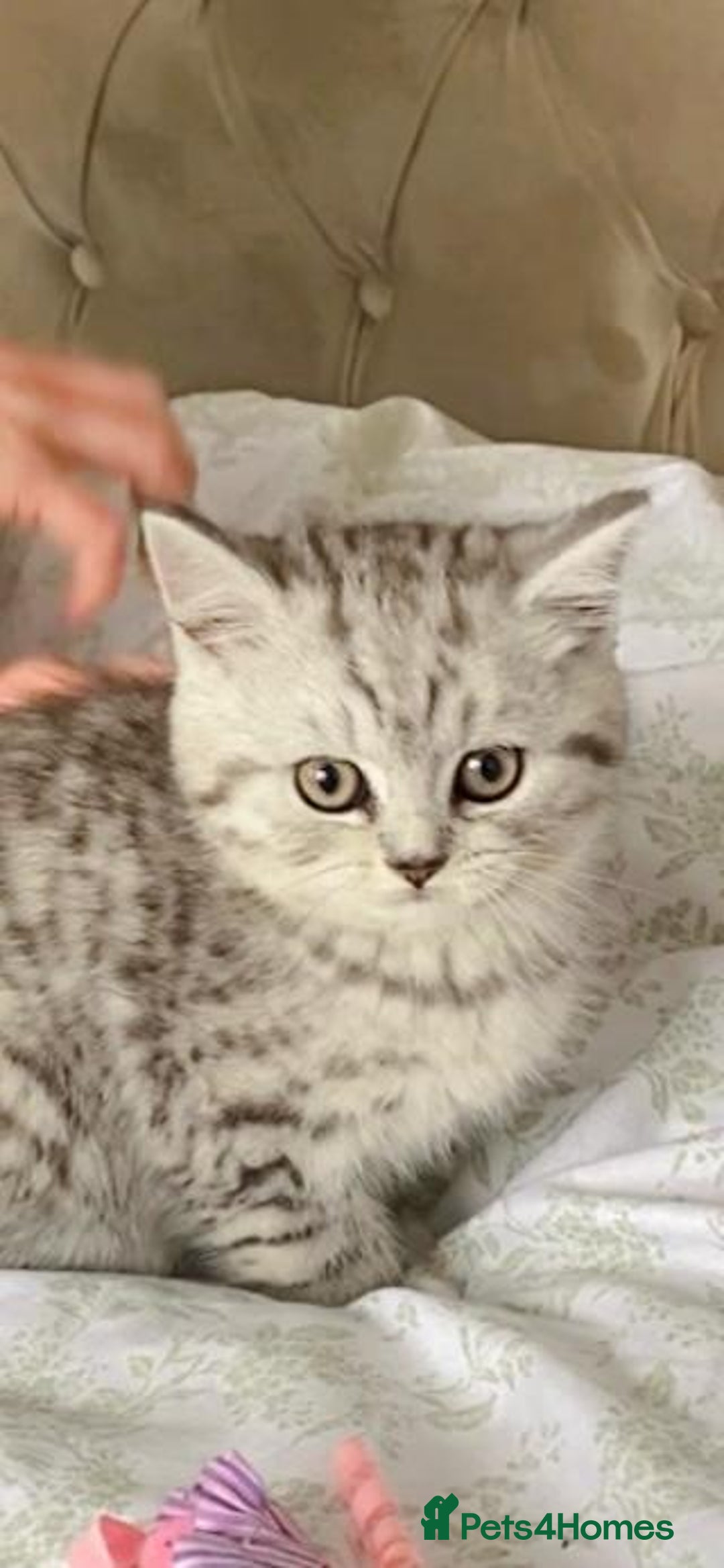 British Shorthair cats for sale: Pedigree silver spotted kittens - Image 4